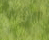 Castle Grass Texture
