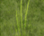 Castle Grass Texture