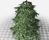 Pine Tree Prop