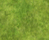 Withering Grass Texture